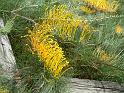 Grevillea Golden Lyre_3